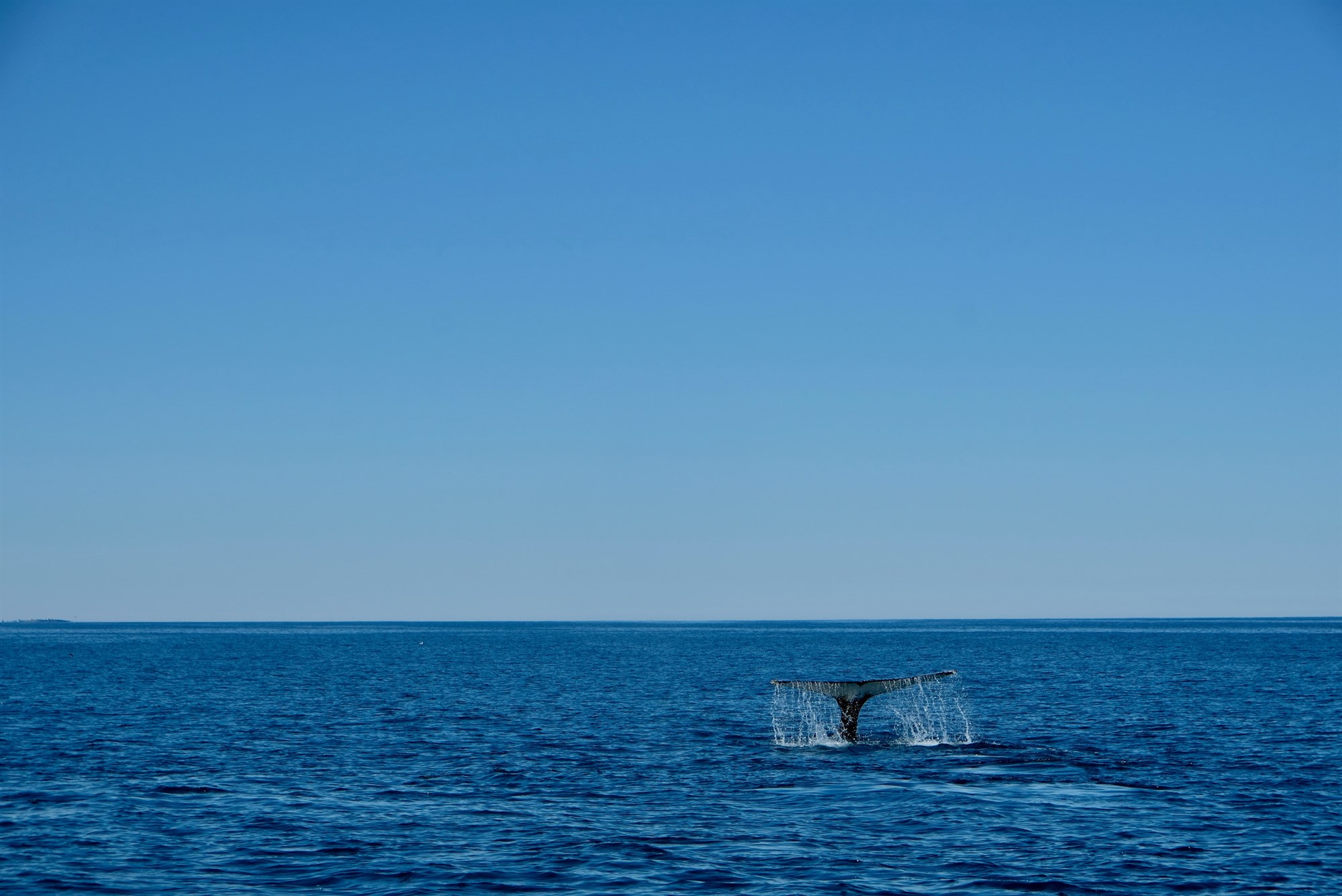 Whale lifting it’s take out of water in Iceland waters.