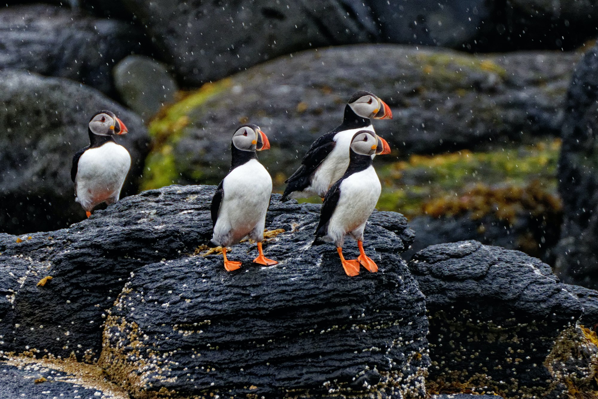 Puffins in the rain on Iceland shores.